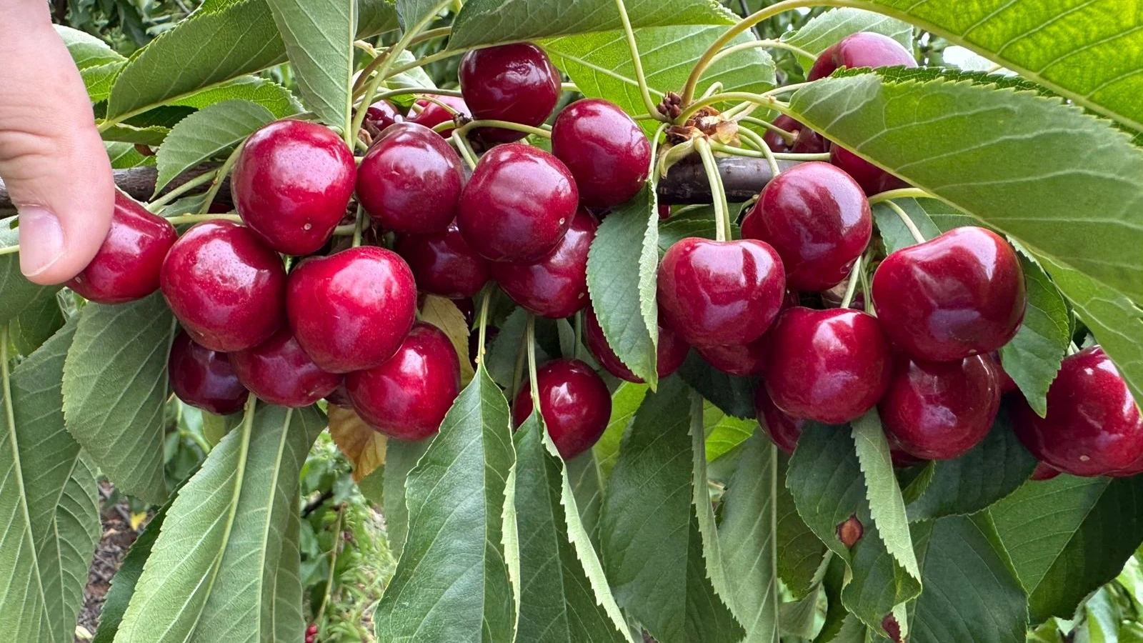 Cerezas Lapins del sector tratado con FertiStress en Agrícola Cordillera, registro del 11 de diciembre de 2025
